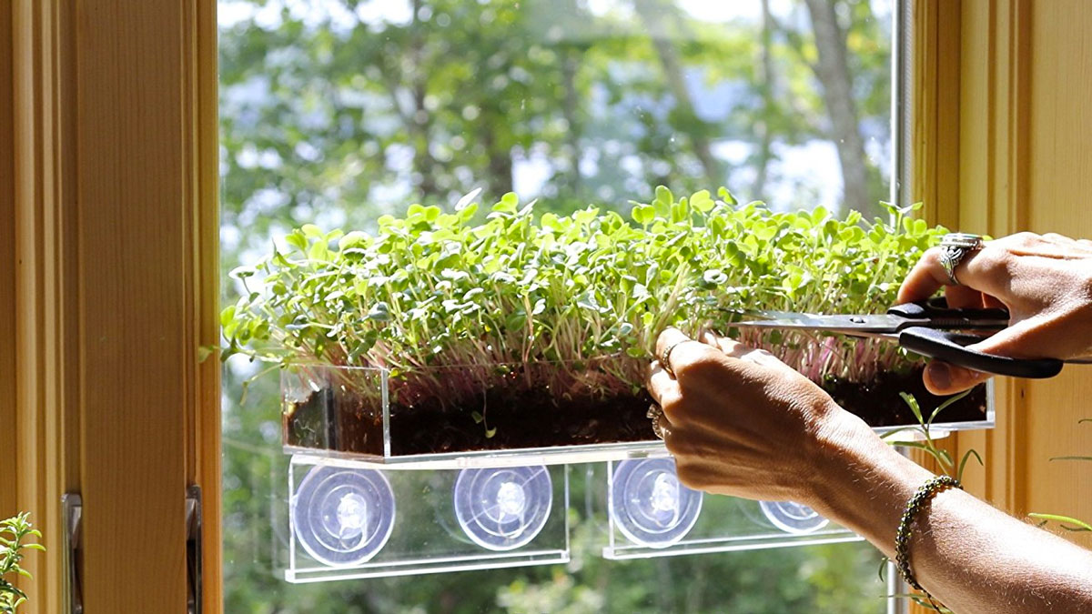 Microgreen Magic Grow Kits