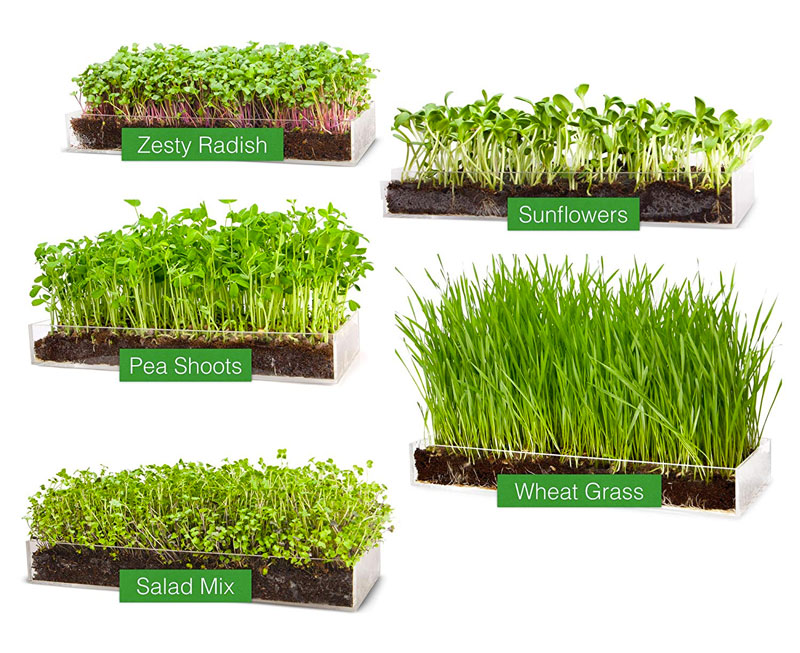 Microgreen Magic Grow Kits