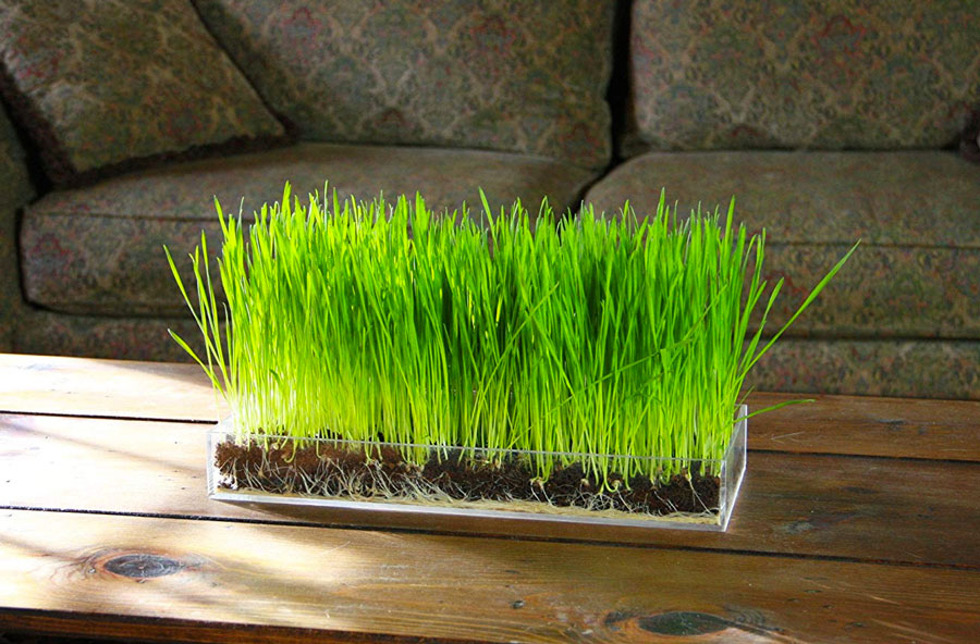 Microgreen Magic Grow Kits