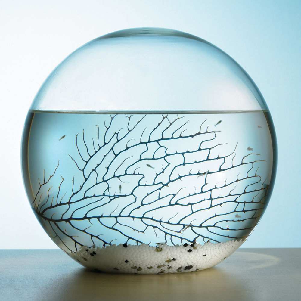 SelfSustaining Ecosphere Endless Entertainment