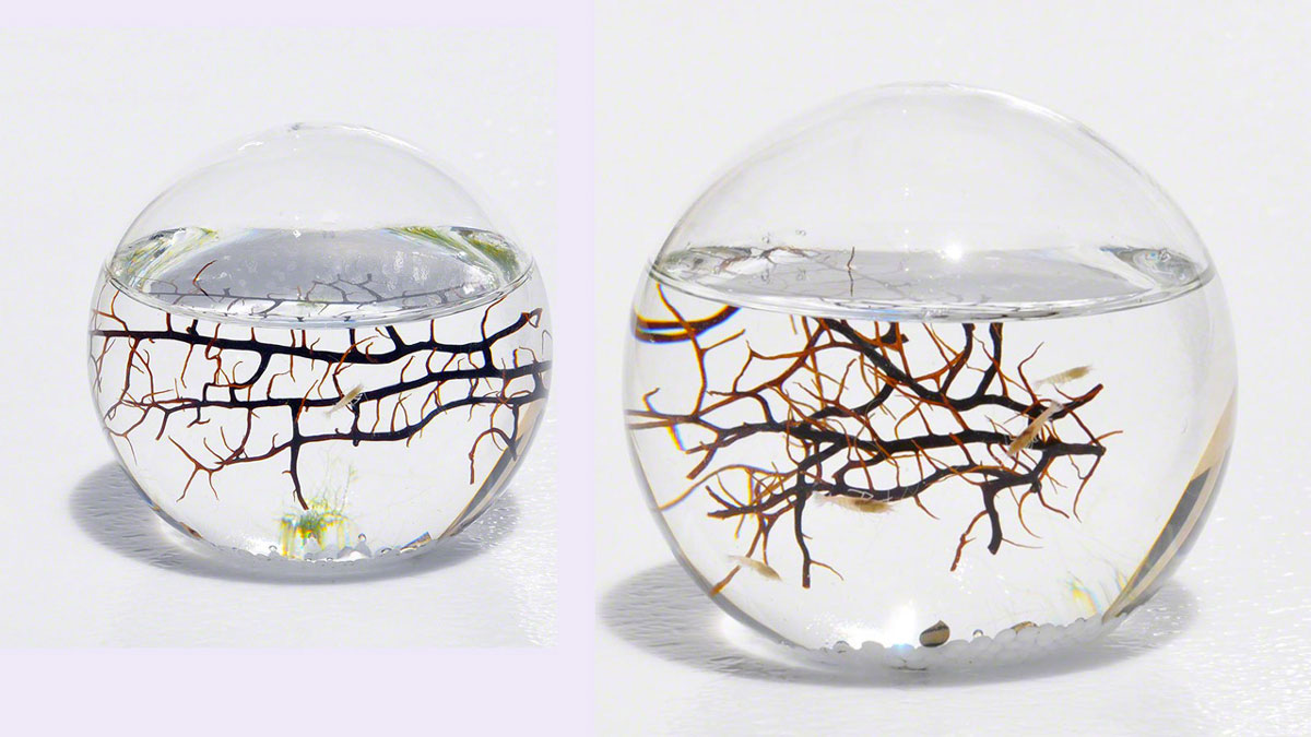 SelfSustaining Ecosphere Endless Entertainment