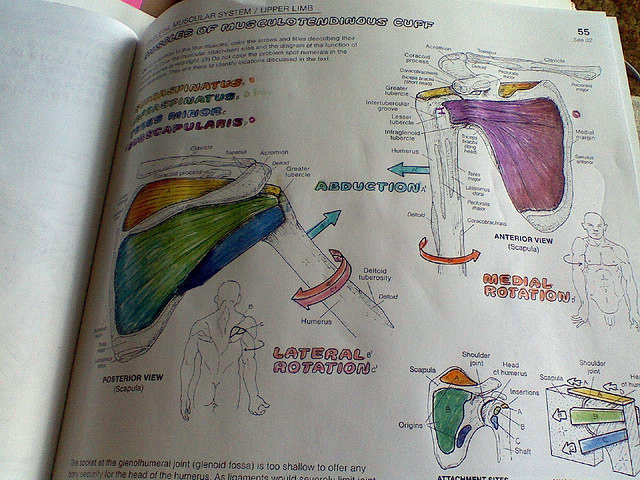 The Anatomy Coloring Book Enhanced Edition
