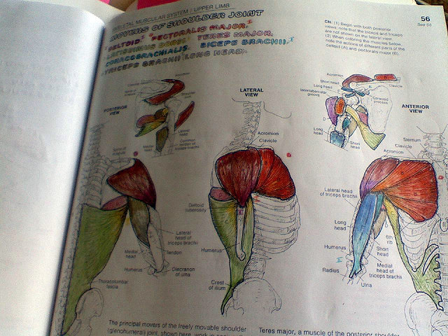 The Anatomy Coloring Book Enhanced Edition