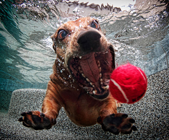 Underwater Dogs Aquatic Fetching Portraits