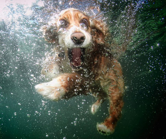 Underwater Dogs Aquatic Fetching Portraits