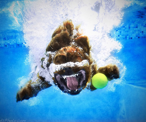 Underwater Dogs Aquatic Fetching Portraits