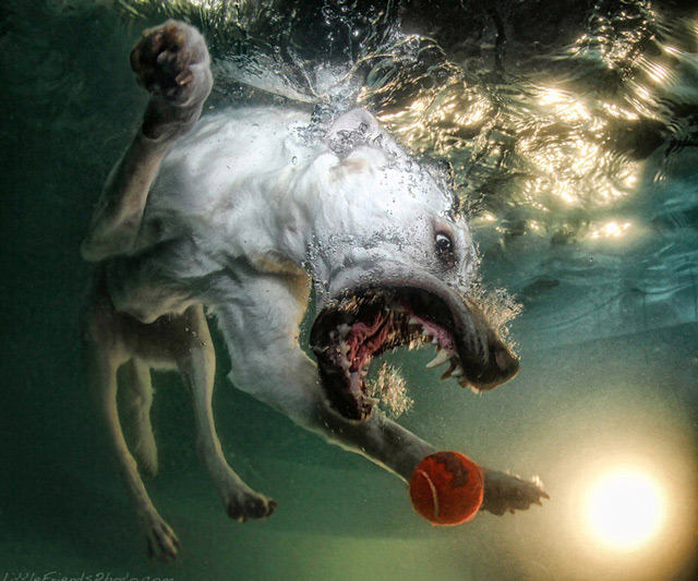 Underwater Dogs Aquatic Fetching Portraits