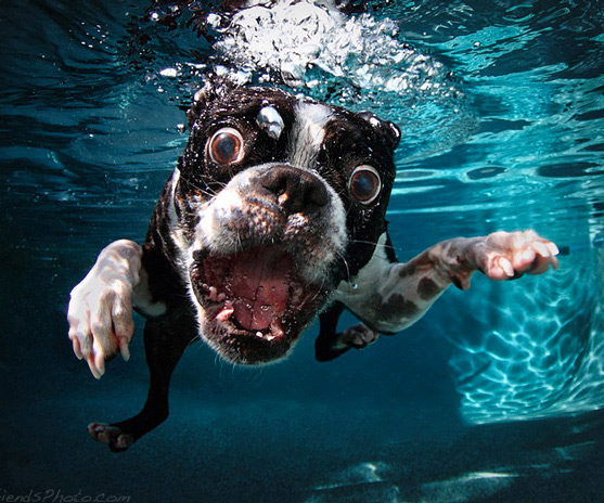 Underwater Dogs Aquatic Fetching Portraits