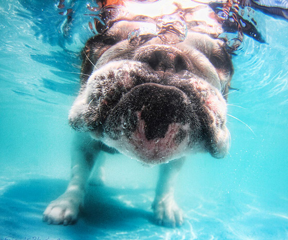 Underwater Dogs Aquatic Fetching Portraits