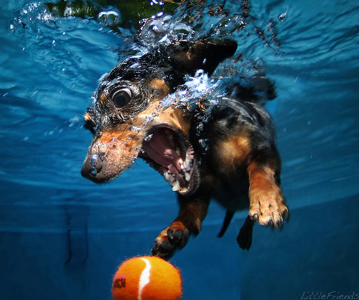 Underwater Dogs Aquatic Fetching Portraits